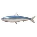 Sardine