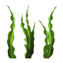Seaweed