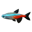 Tetra