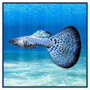 File:Guppy Painting.png