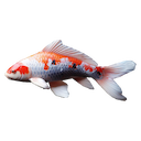 File:Koi.png