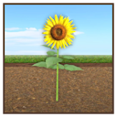 Sunflower Painting