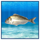 File:Bream Painting.png