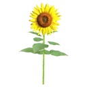 File:Sunflower.png