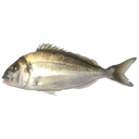 File:Bream.png