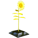 Sunflower Trophy