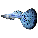 Guppy