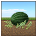 File:Watermelon Painting.png