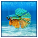File:Betta Painting.png