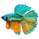 File:Betta.png