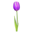 File:Tulip.png